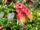 Beloperone Guttata